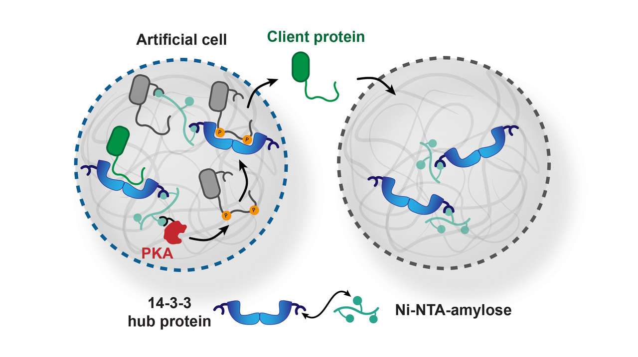 Artificial cells compete for proteins
