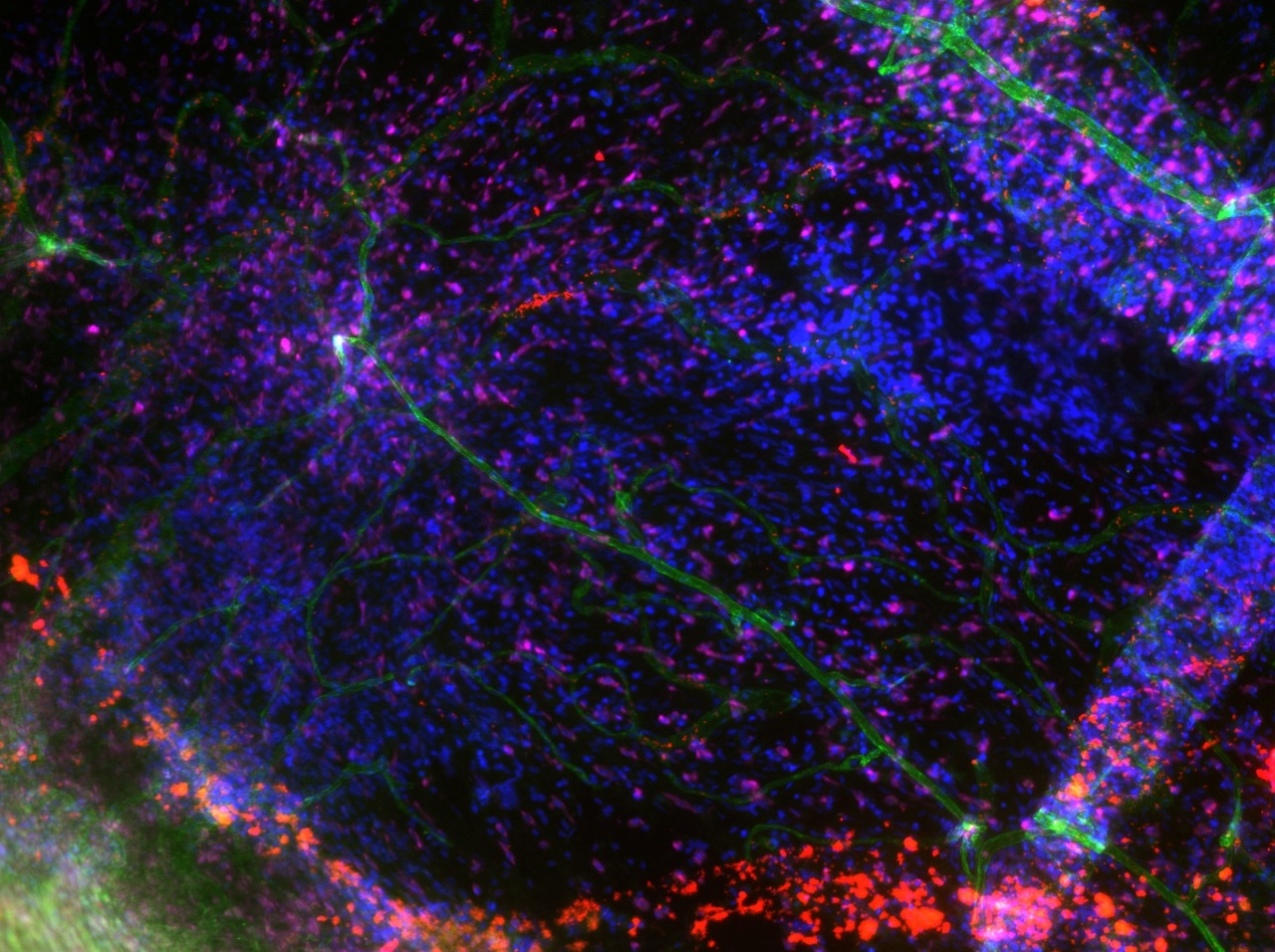 On funding, fellows and fungus