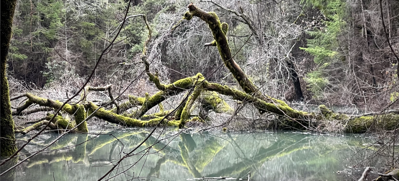 Surprises from the hidden world of Asgard archaea