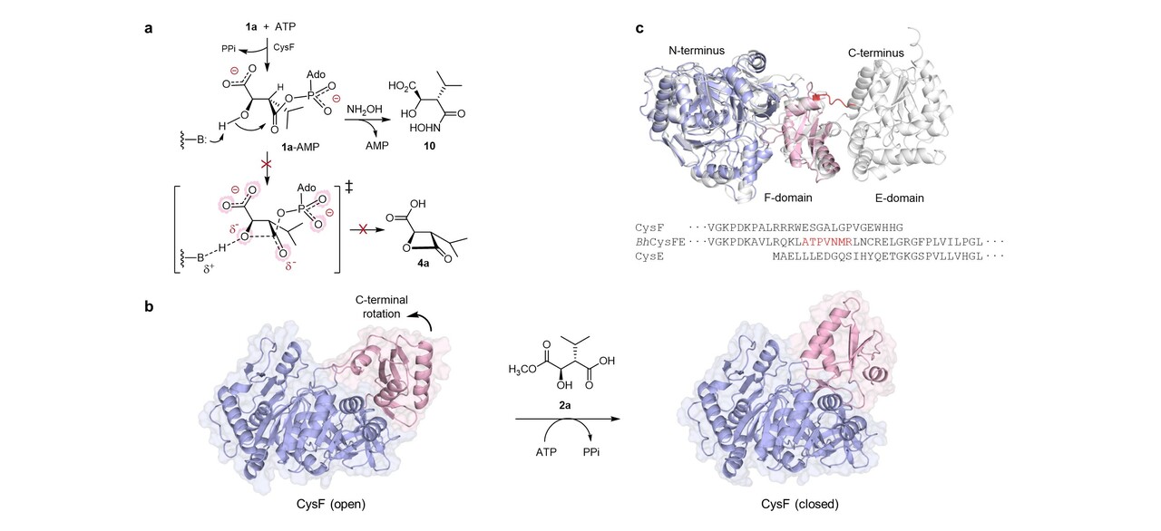 Deciphering how nature installs reactive warheads onto peptides