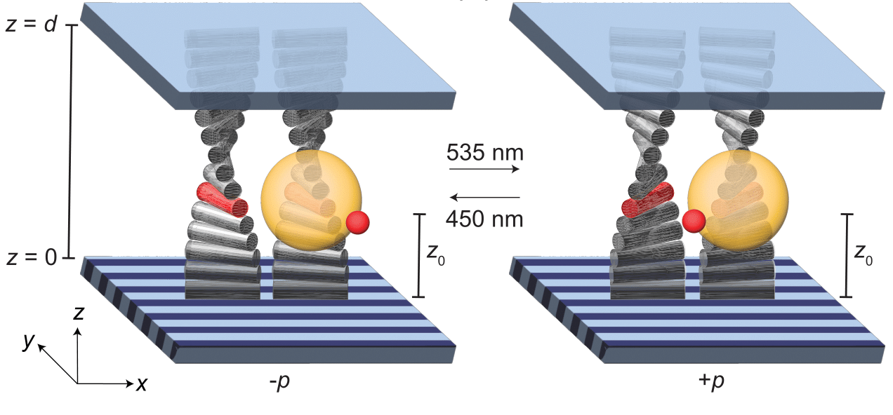 Dynamic control of active droplets using light