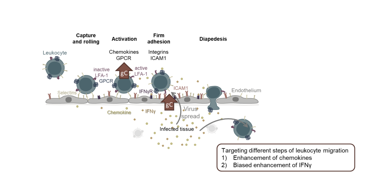 Using a Foe as Friend: Why it Makes Sense for a Virus to Enhance Specific Interferon-Stimulated Genes (ISGs)…