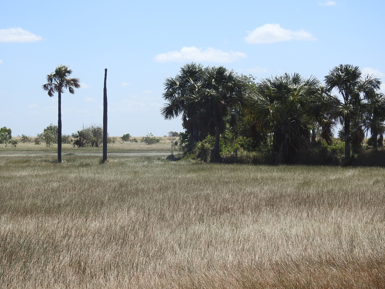 Beyond Forests: The Ongoing Threat to Non-Forest Vegetation in the Amazon