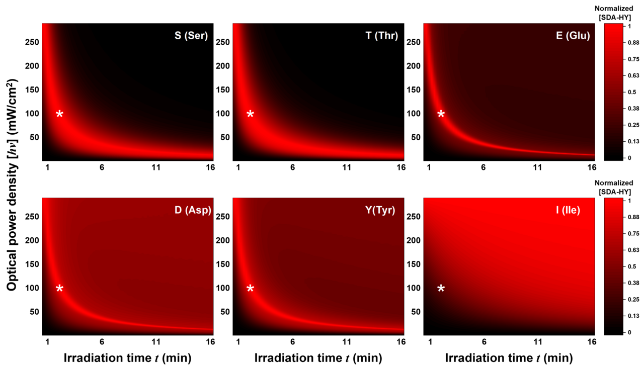Protein Structure Mapping: Unveiling the Mechanism of Diazirine Photo-reactions