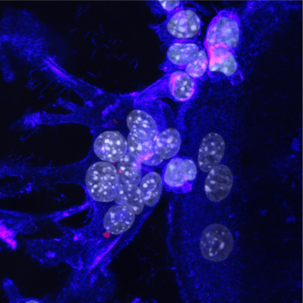 To Die or To Fuse? Fine-tuned apoptotic signals decide over cellular fate in osteoclastogenesis