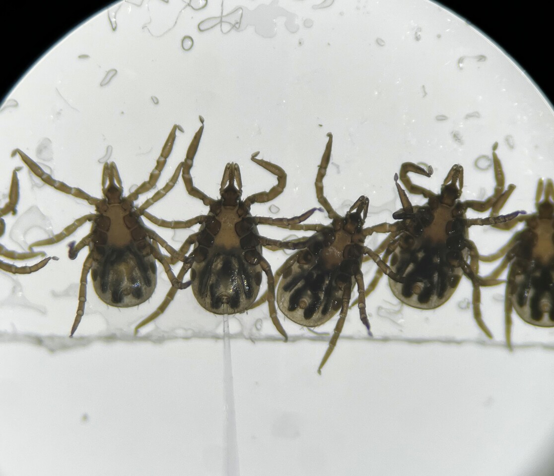 Microbes Manipulate Tick Metabolism Impacting Vector Fitness and Infection