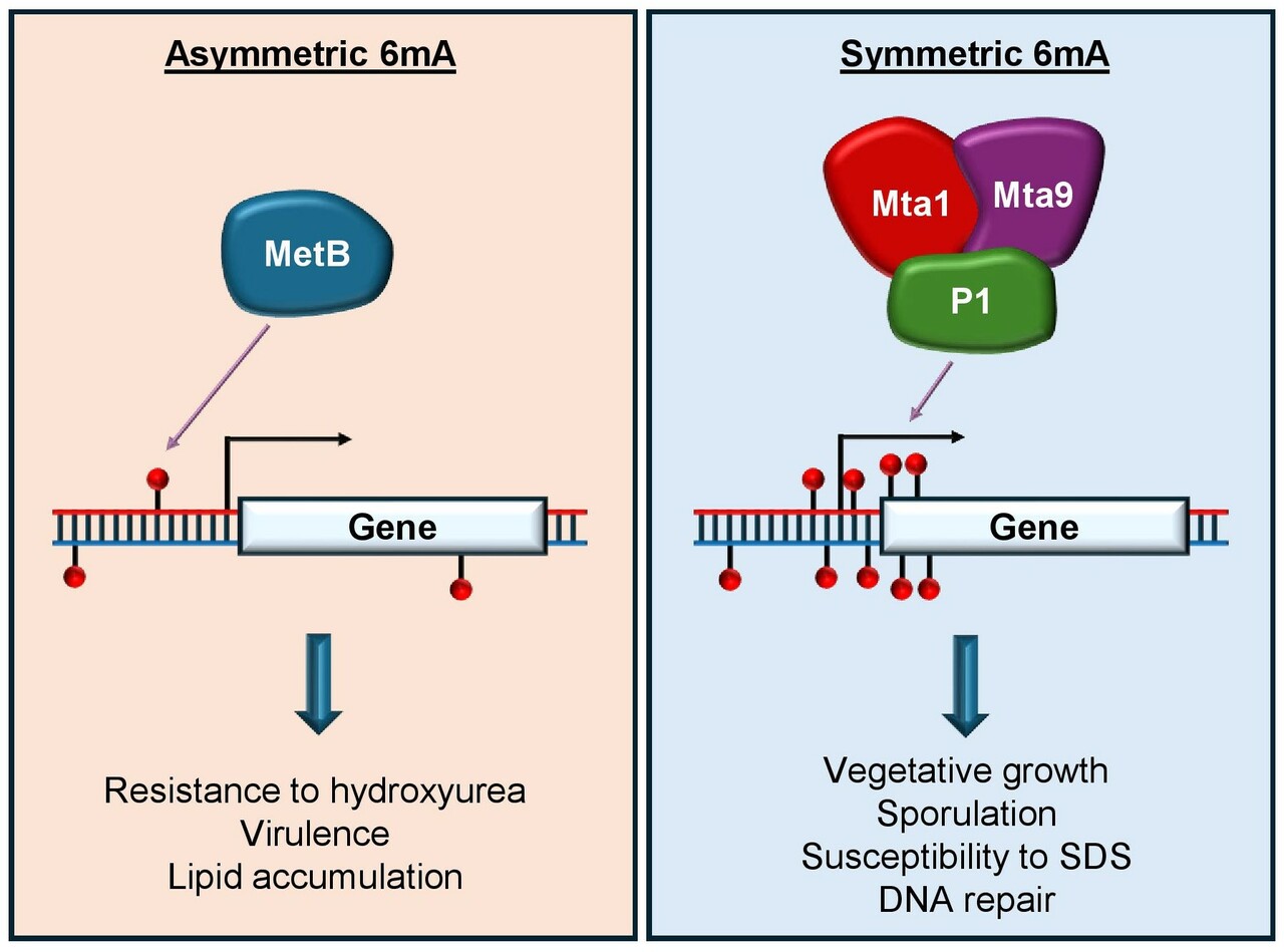 Gene expression in early diverging fungi is controlled by both symmetric and asymmetric DNA N6 adenine methylation