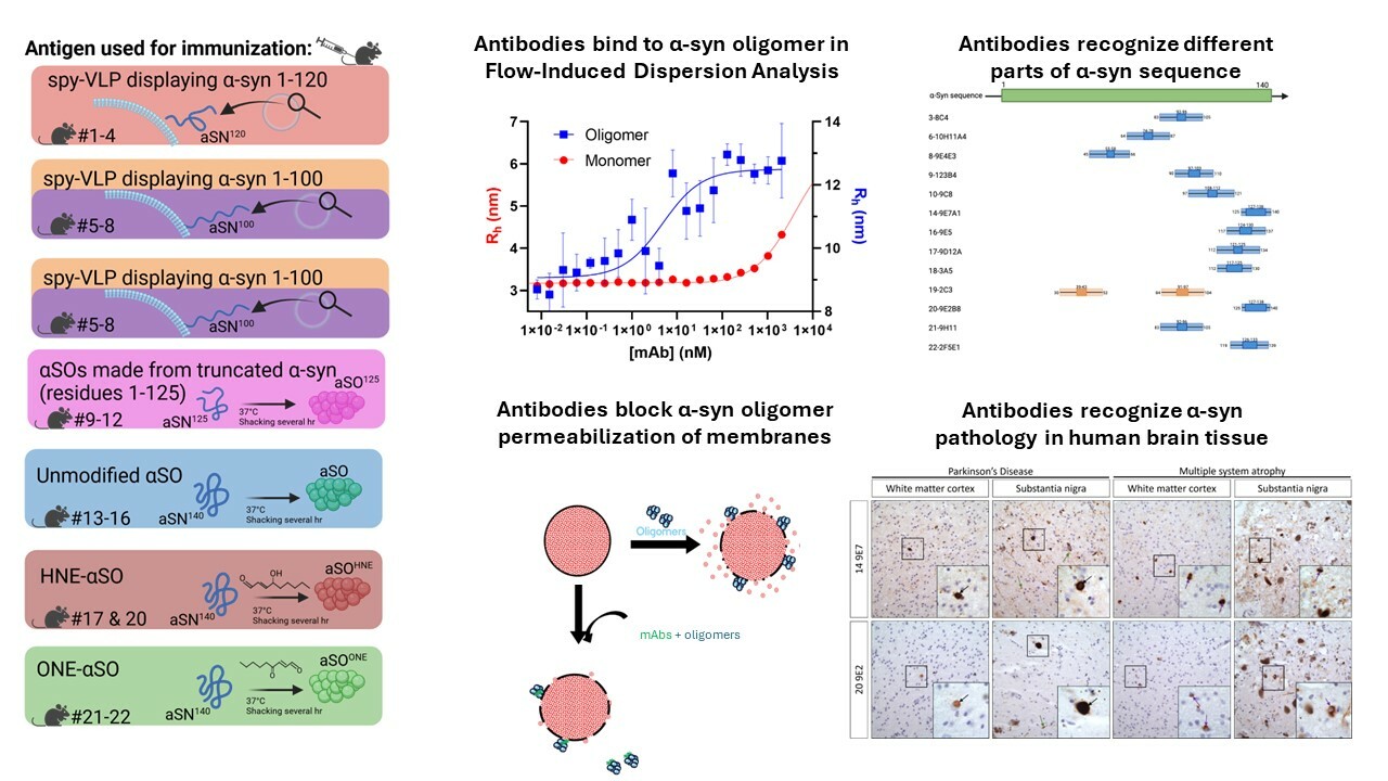 Molecular properties and diagnostic potential of monoclonal antibodies targeting cytotoxic α-synuclein oligomers
