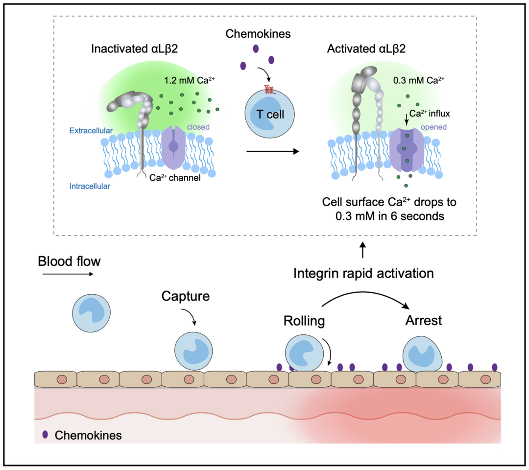 Ca2+ transients on T cell surface trigger integrin rapid activation in a timescale of seconds 