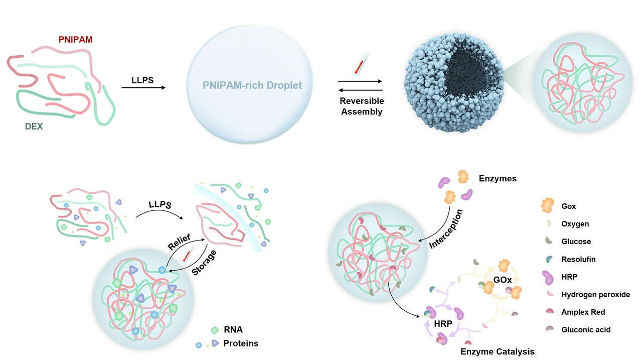 Thermo-responsive compartmentalized systems inspired by stress granules