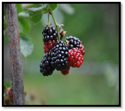 Bioactive compounds and antioxidant activity in various parts of Morus alba L. Cv. ichinose: a comparative analysis