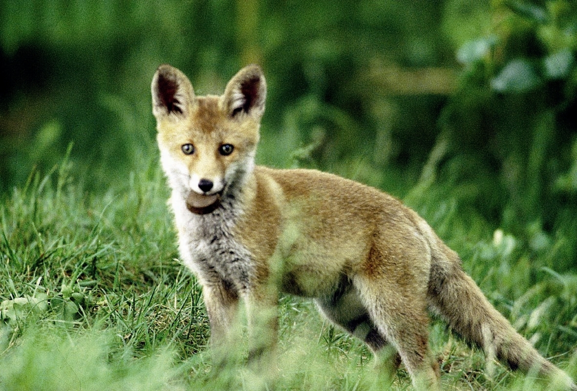 Diabolical deaths: Fighting to eliminate Rabies virus