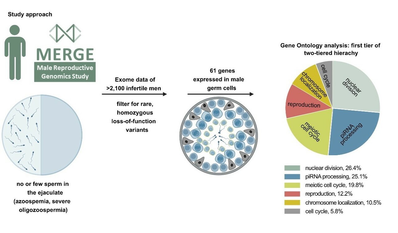Towards Scrutinizing the Impact of the piRNA Pathway in Human Male Infertility