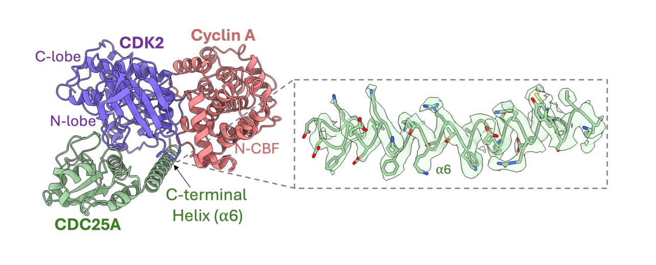 Cryo-EM structure of the CDK2-cyclin A-CDC25A complex