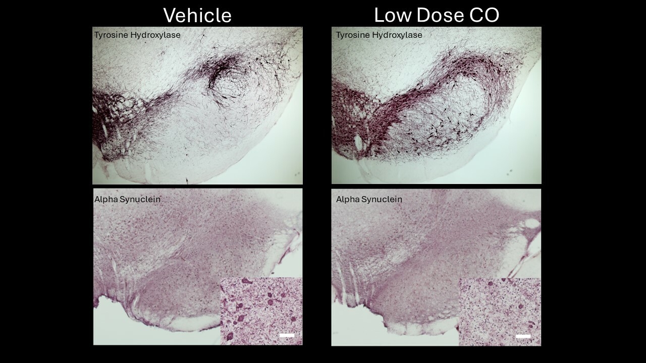Neuroprotection of low dose carbon monoxide in Parkinson’s disease models commensurate with the reduced risk of Parkinson’s among smokers