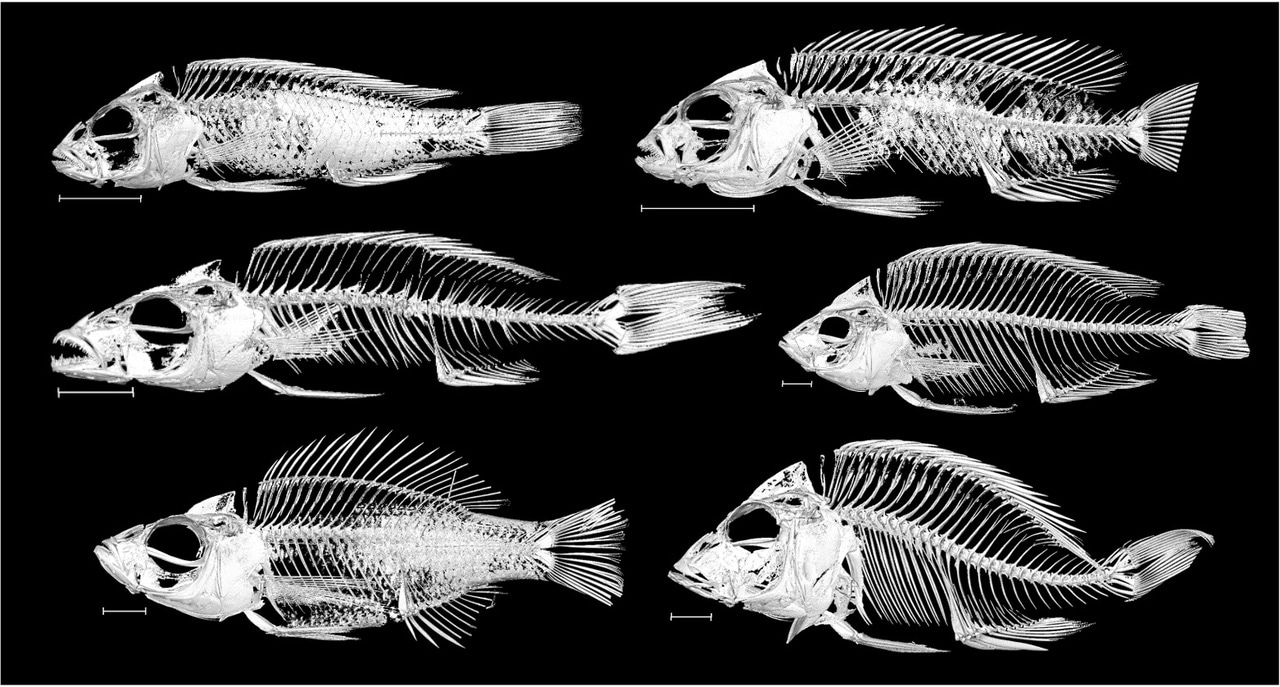 A whole-body micro-CT scan library captures the skeletal diversity of Lake Malawi cichlid fishes