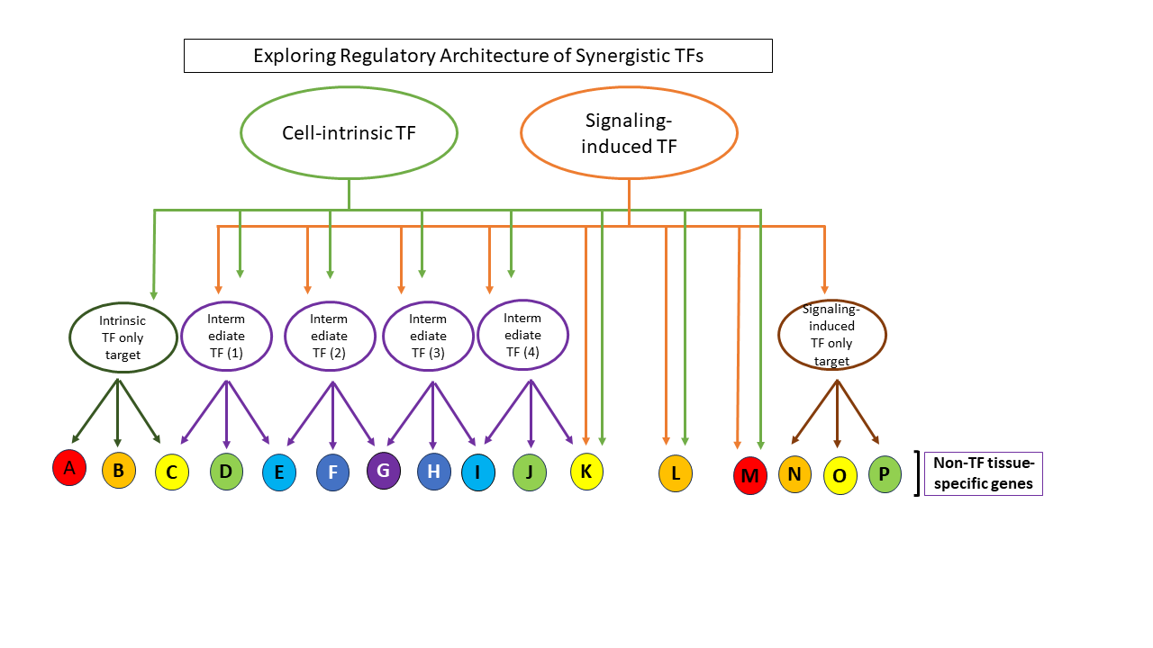 Neuronal identity controlled by transcription factor synergy