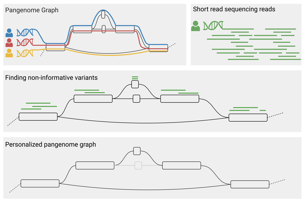 Unlocking Precision: How Haplotype Sampling Enhances Pangenome Mapping