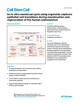 An in vitro menstrual cycle using organoids captures epithelial cell transitions during menstruation and regeneration of the human endometrium
