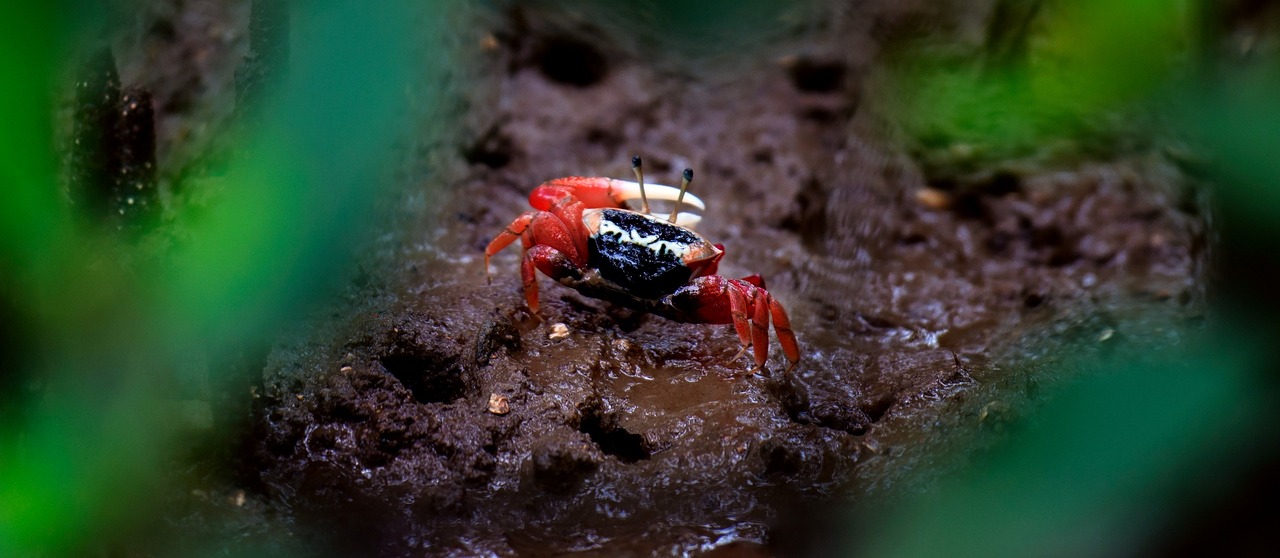 Widespread crab burrows enhance greenhouse gas emissions from coastal blue carbon ecosystems