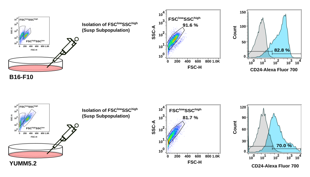 CD24: A Cell Surface Marker for Anastasis in Melanoma