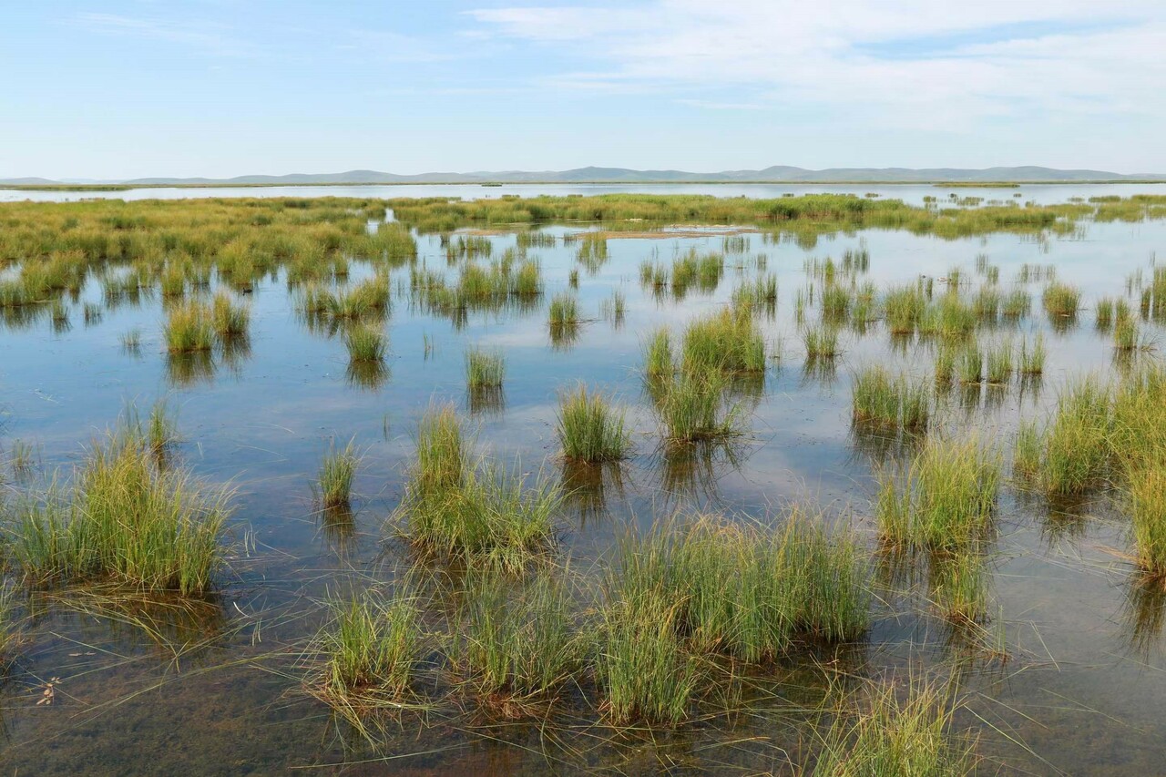 Plant–Microbe Interactions Underpin Contrasting Enzymatic Responses to Wetland Drainage