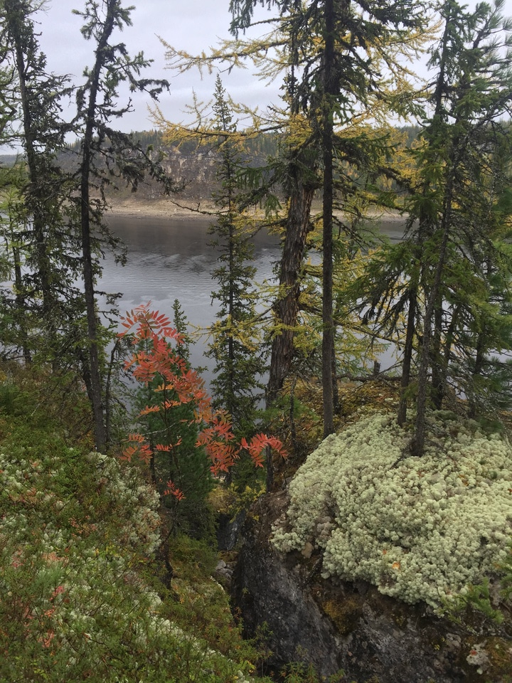  The most accurate story of the 664-663 BCE solar energetic particle event told by arctic tree rings