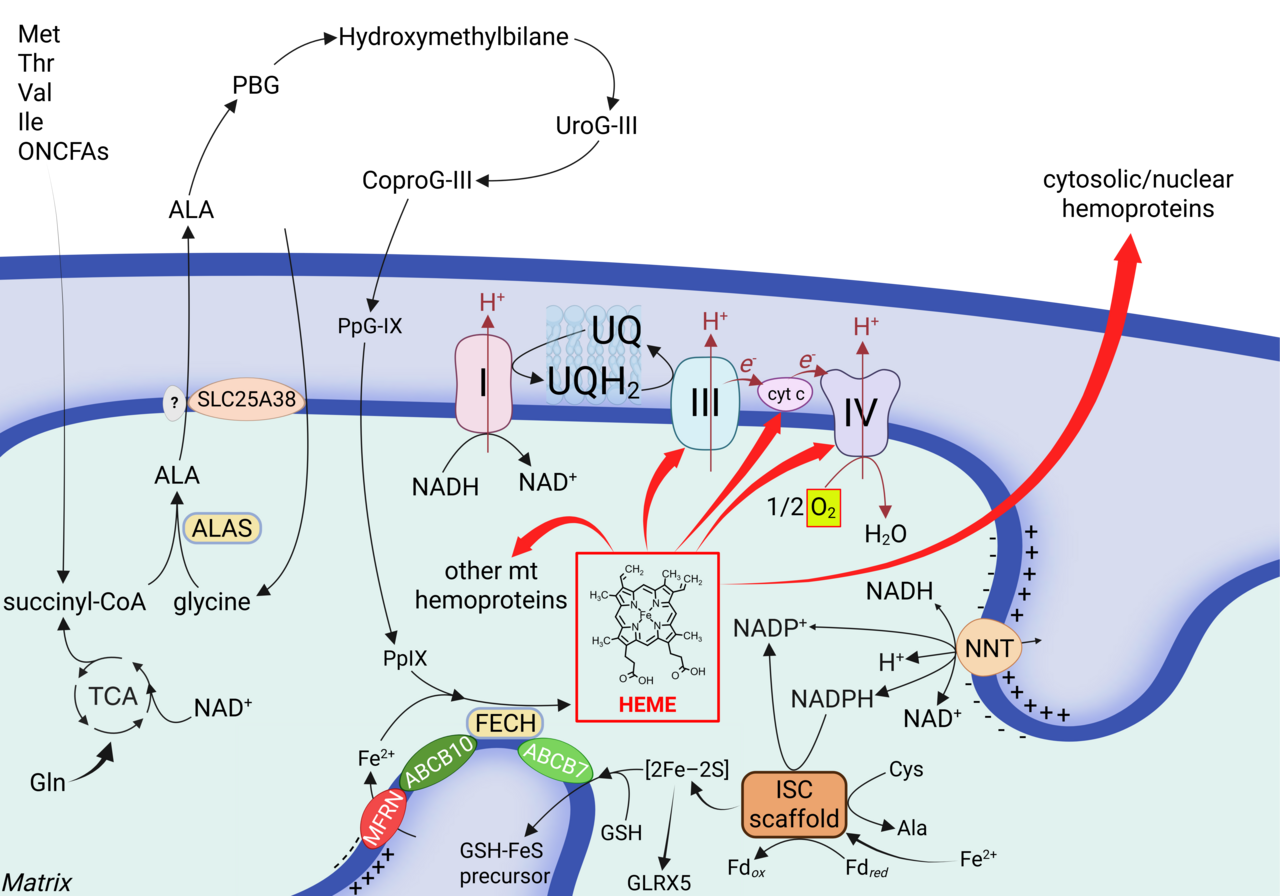When cancer mitochondria breathe but do not necessarily phosphorylate