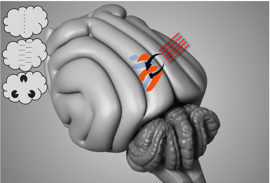 Brain Machine Interface Gets a Map