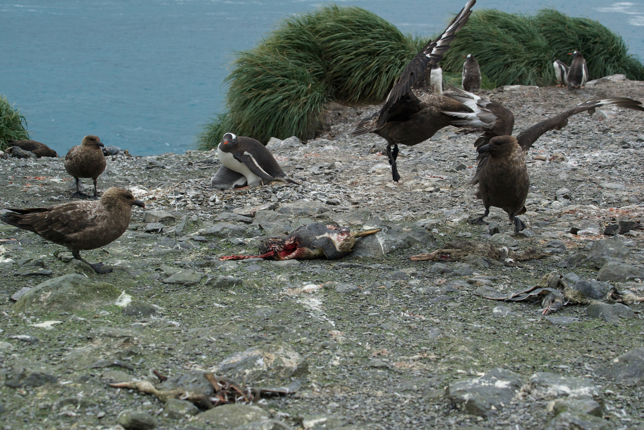 Detection and Spread of High Pathogenicity Avian Influenza Virus in the Antarctic Region