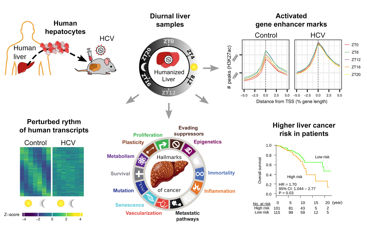 Out of sync: HCV-disrupted transcriptional oscillation is a driver of liver disease and cancer