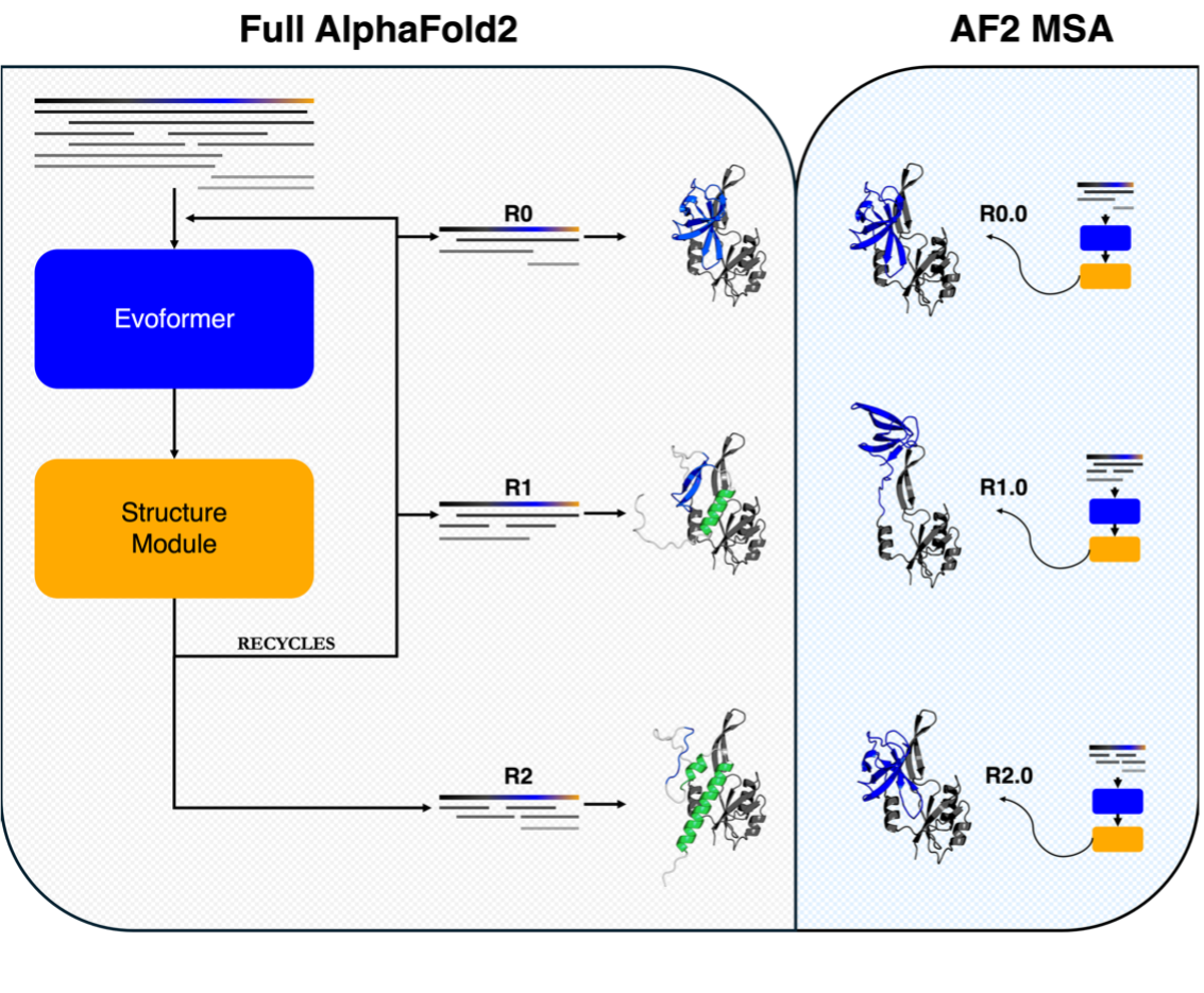 AlphaFold predictions of fold-switched conformations are driven by structure memorization