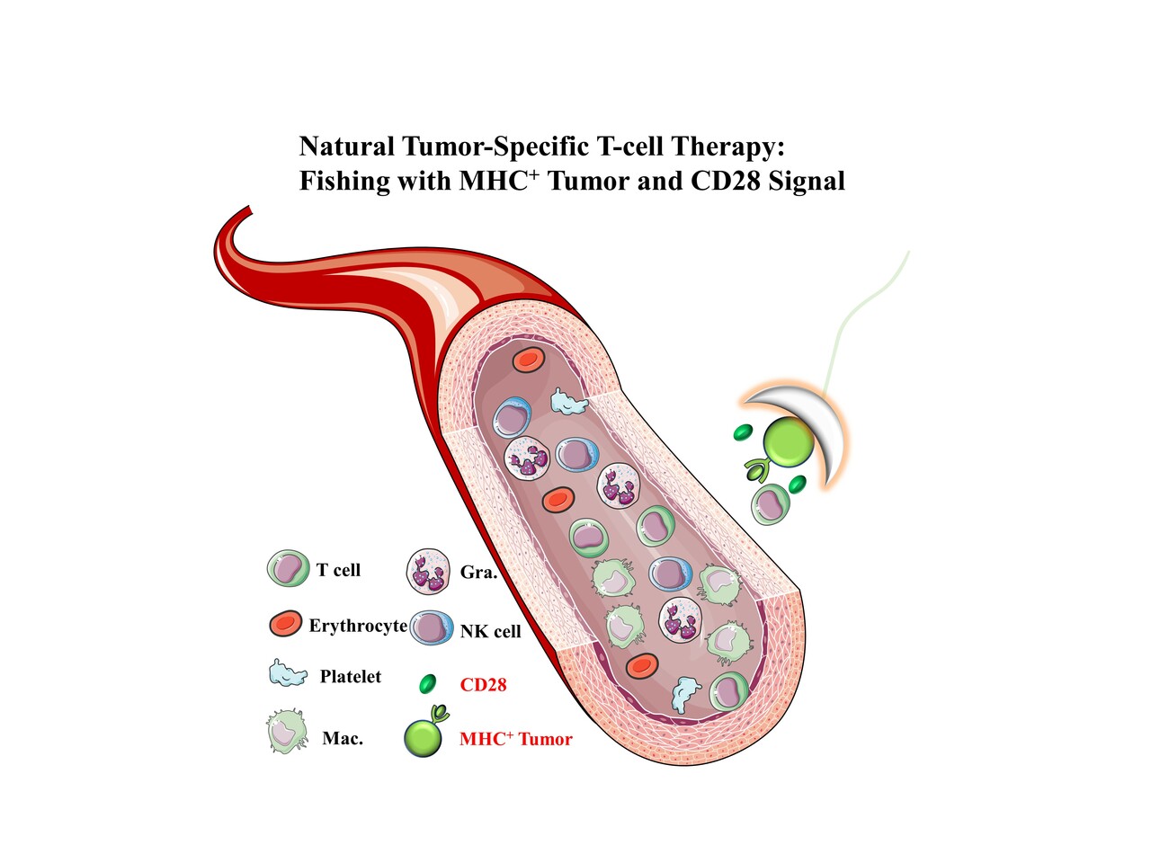 The story of Nat-T cell therapy