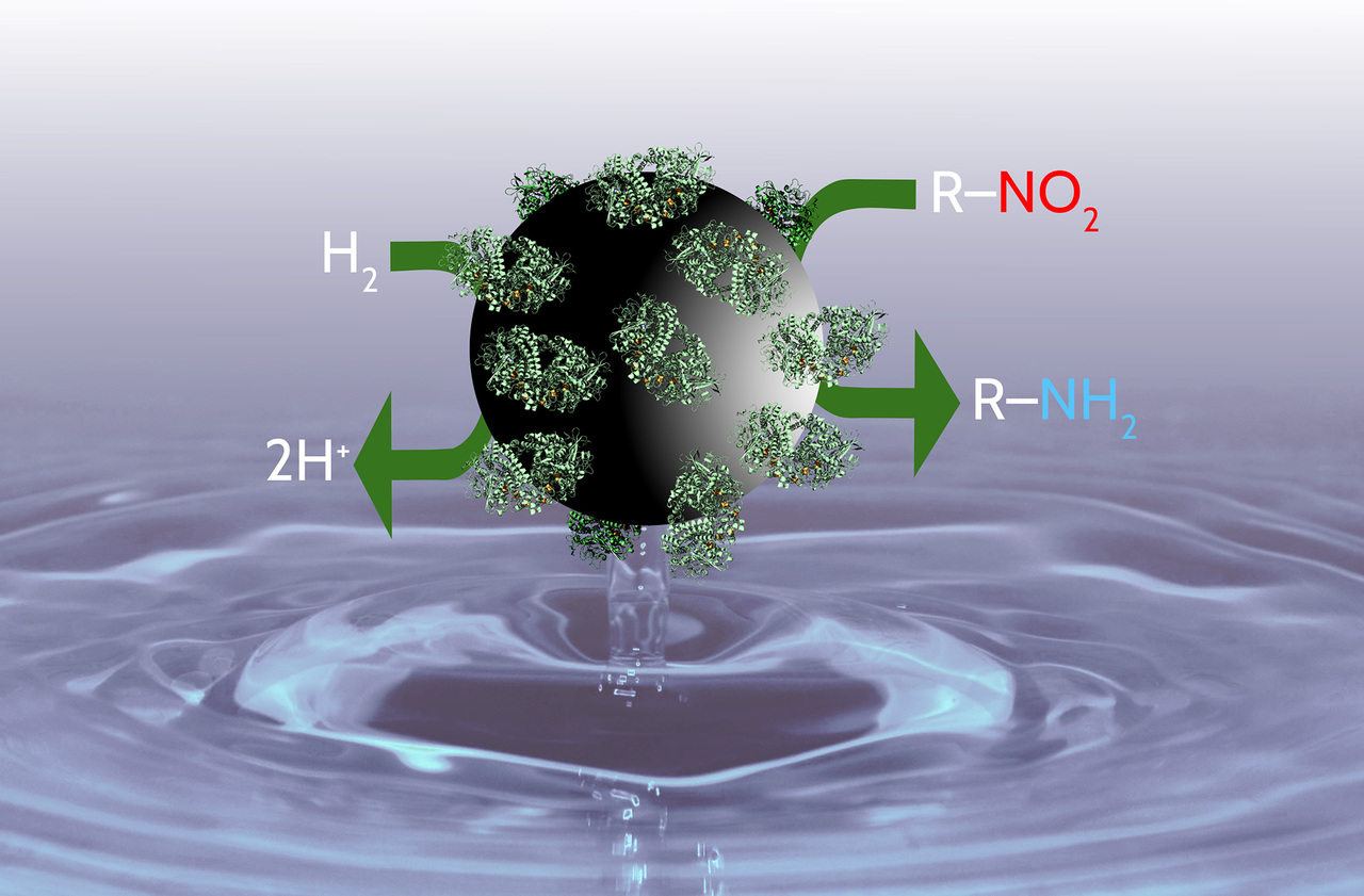 Hydrogenase enzyme offers surprise advance for cleaner synthesis of amine chemicals 