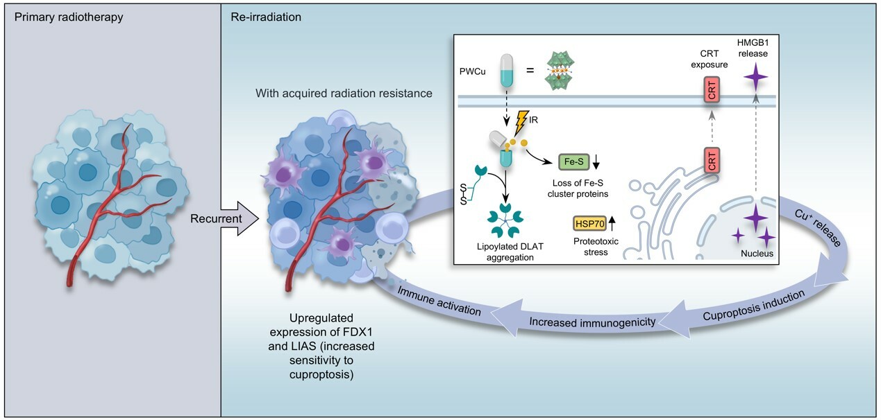 Sensitizing Acquired Radioresistant Tumours to Re-Irradiation
