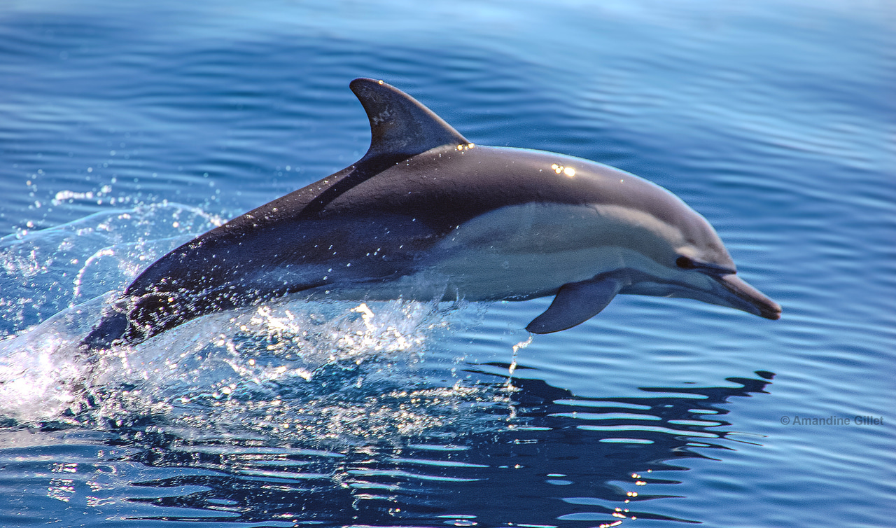 The land-to-water transition led to a repatterning of the mammal backbone in cetaceans