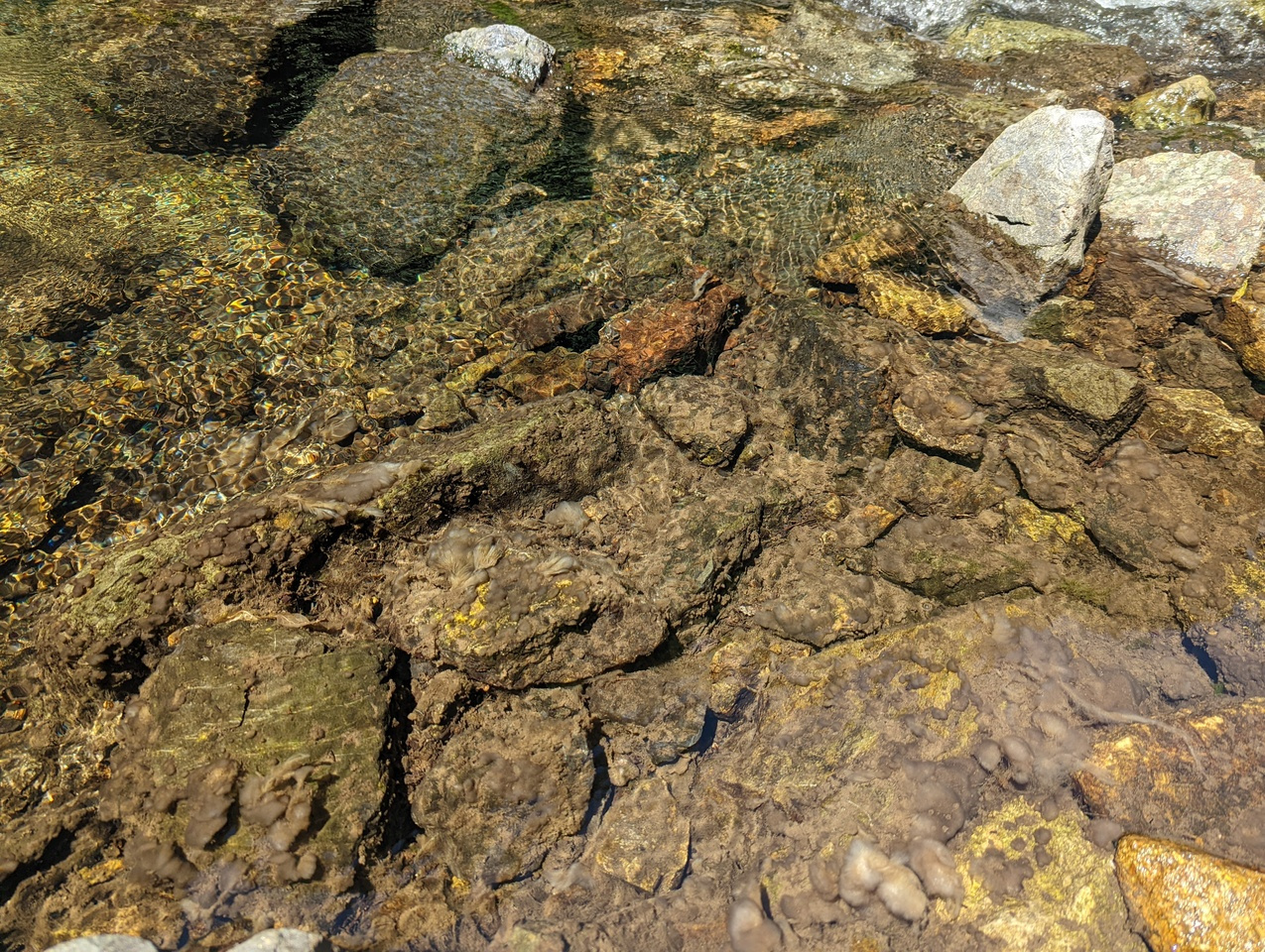 Microscopic Gatekeepers: How Bacteria Shape the Fate of an Invasive Diatom