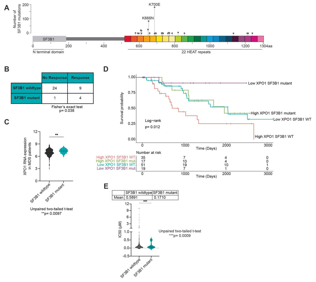 Altered RNA export by SF3B1 mutants confers sensitivity to nuclear export inhibition