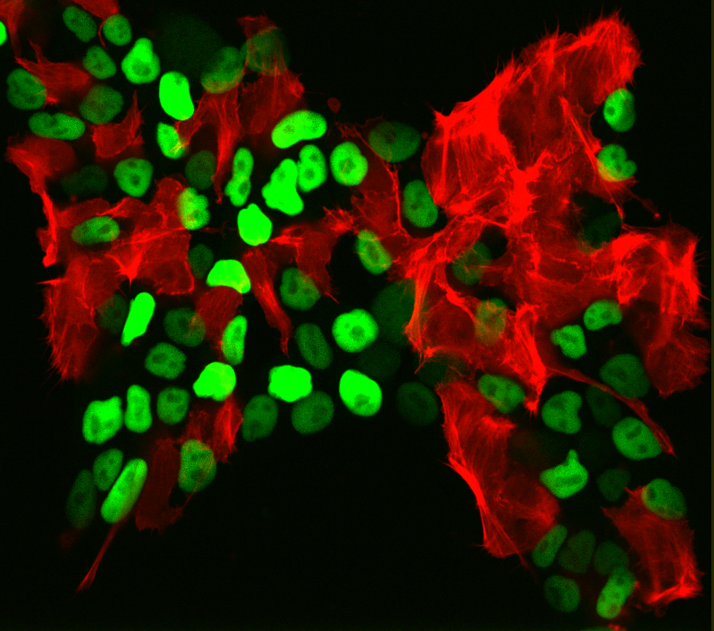 Targeting large DNA sequences in human pluripotent stem cells