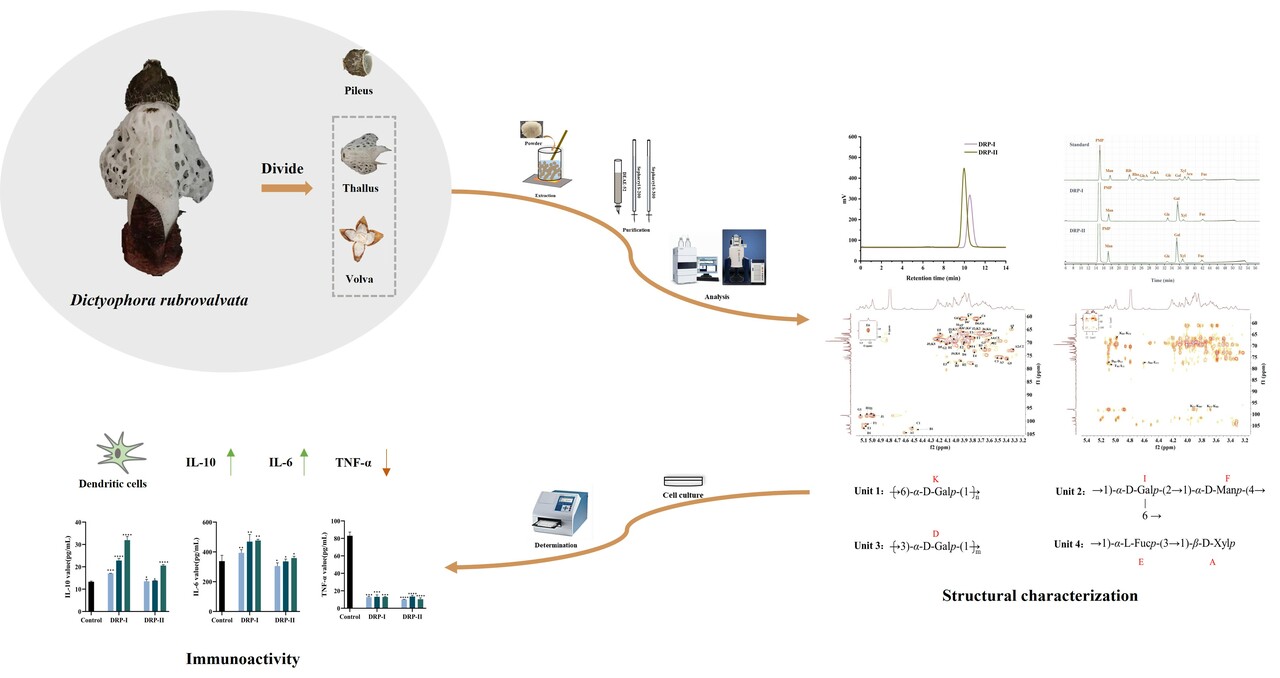 Progress of the study of Dictyophora rubrovalvata polysaccharides