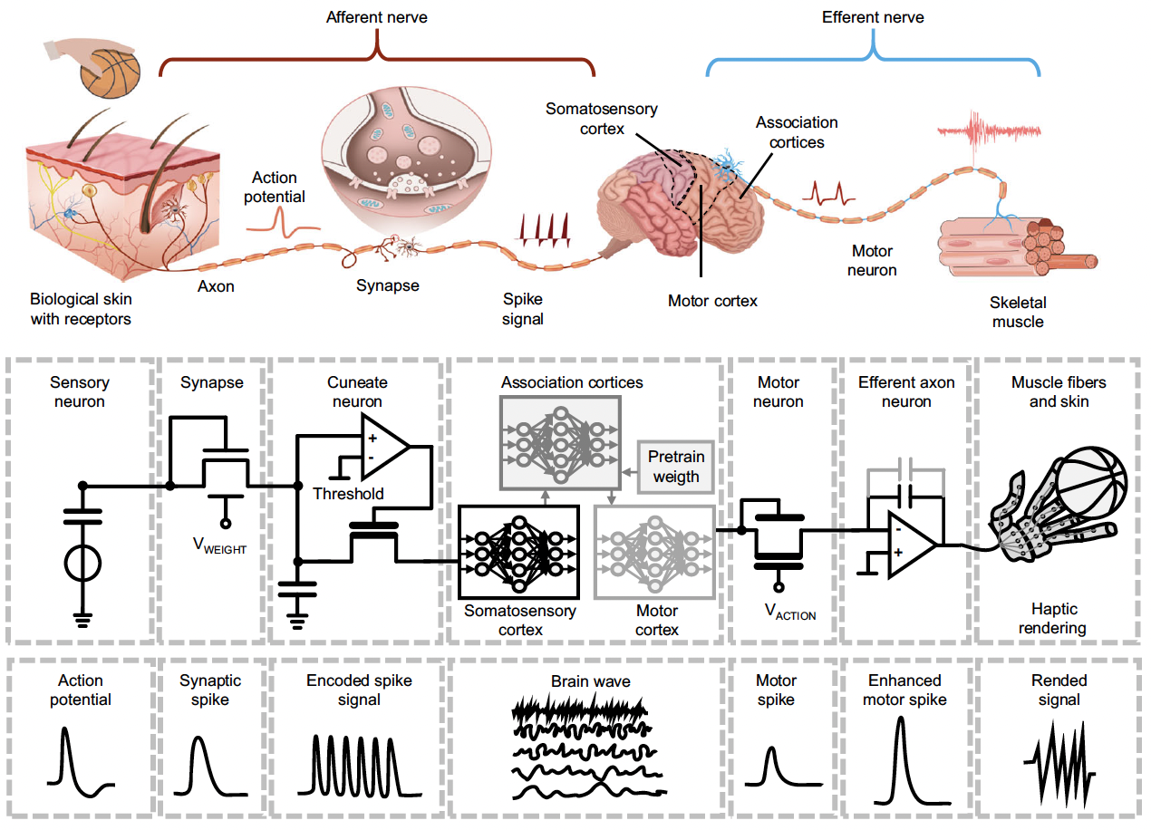 A Bioinspired Tactile Scanner for Computer Haptics | Research ...