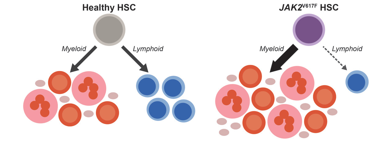 The Insidious Lymphodepletive Effect of Myeloproliferative Neoplasms
