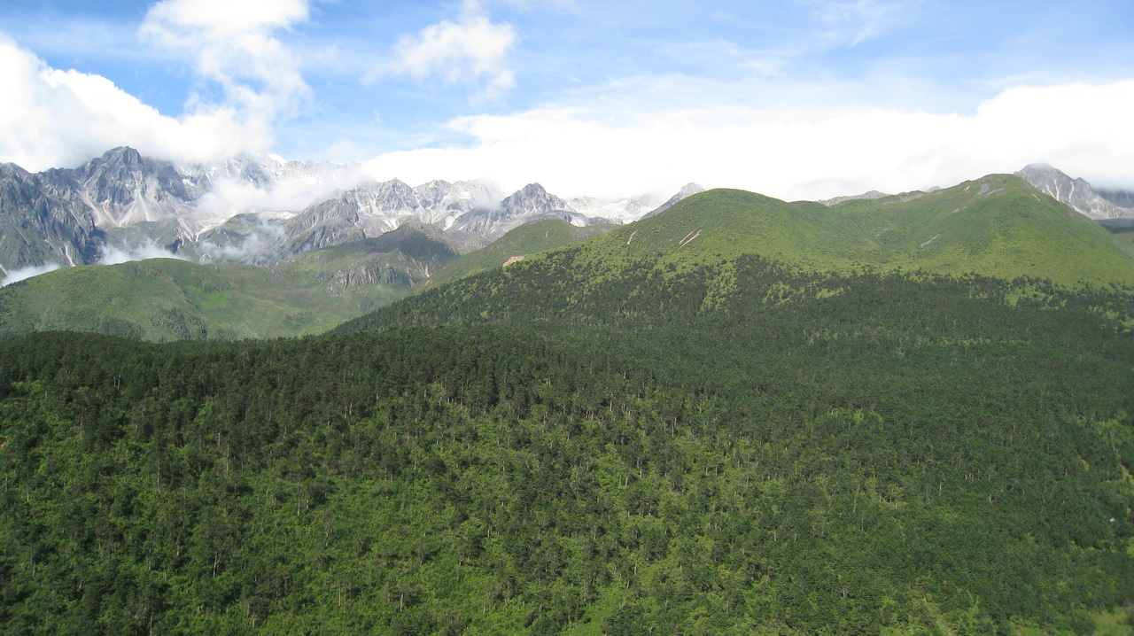 Behind the Paper: Unveiling the Mechanisms of N₂O Emissions in a Subalpine Forest