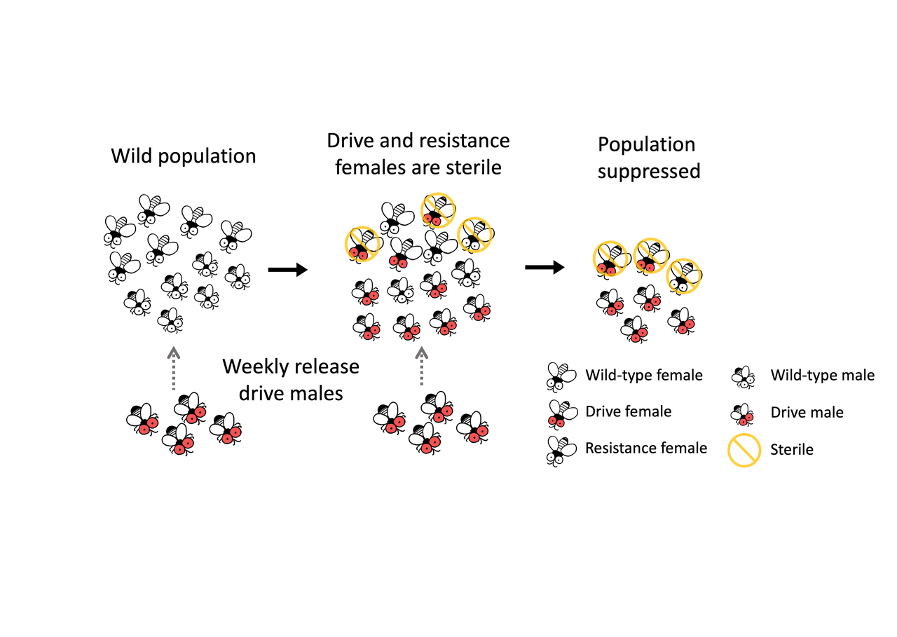Getting RIDD of insect pests: Targeting doublesex to make dominant sterile CRISPR homing gene drive