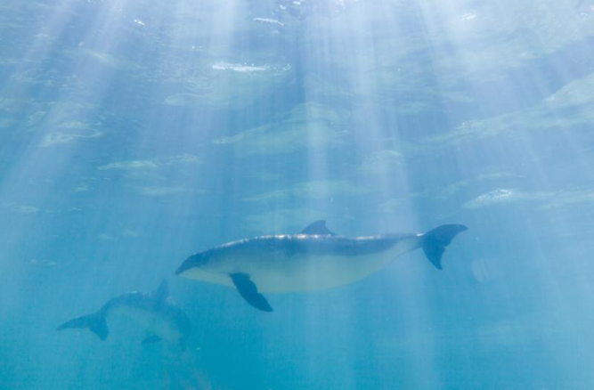 Eight years of continuous harbour porpoise observations in the Belgian part of the North Sea