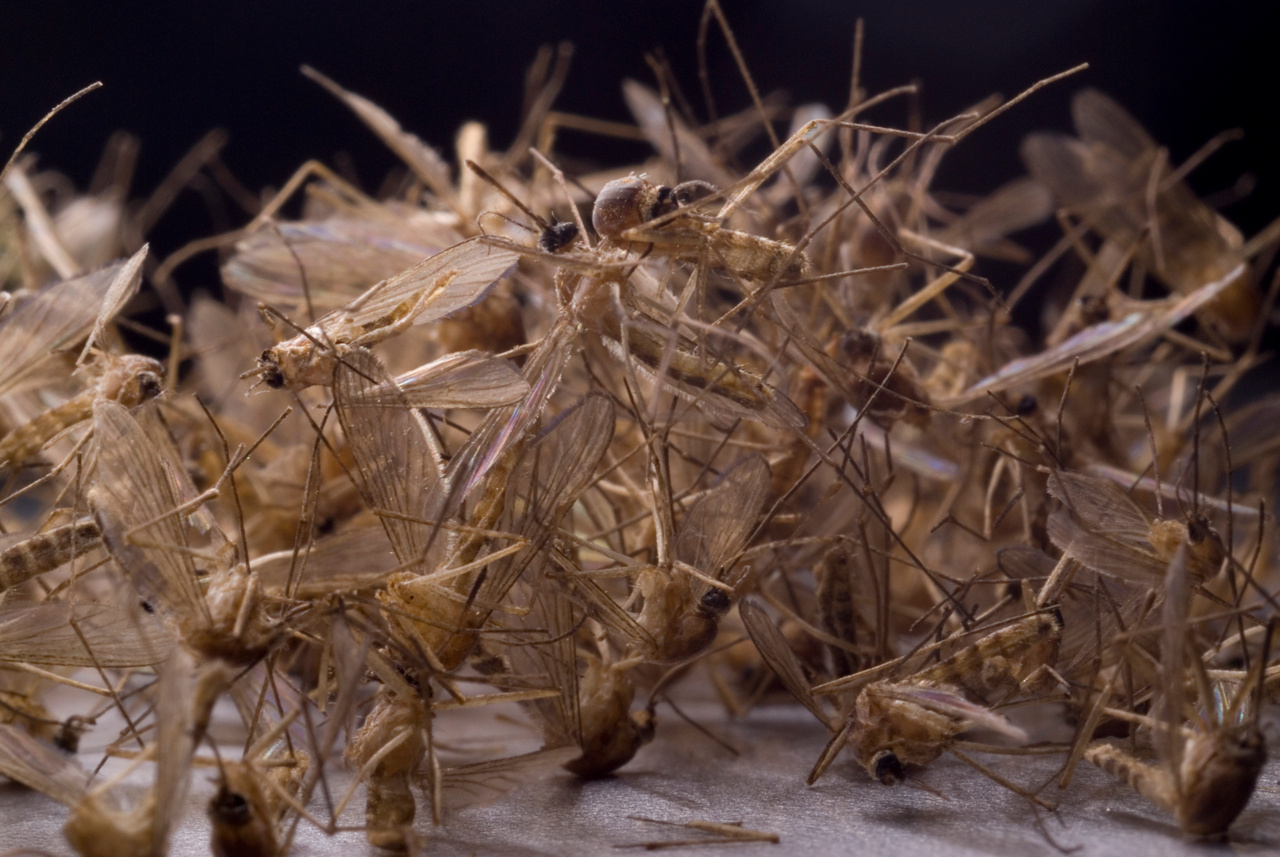 Low emissions, high burden: climate change and the spread of vector-borne disease