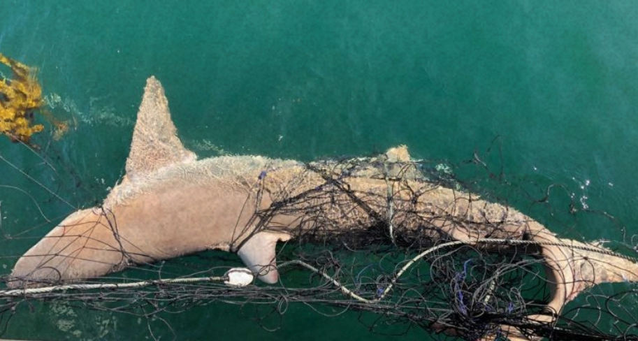 Hello, I’m Wongibe Dieudonne, a dedicated PhD student specializing in marine and freshwater biology, based in Cameroon, located in the Gulf of Guinea.