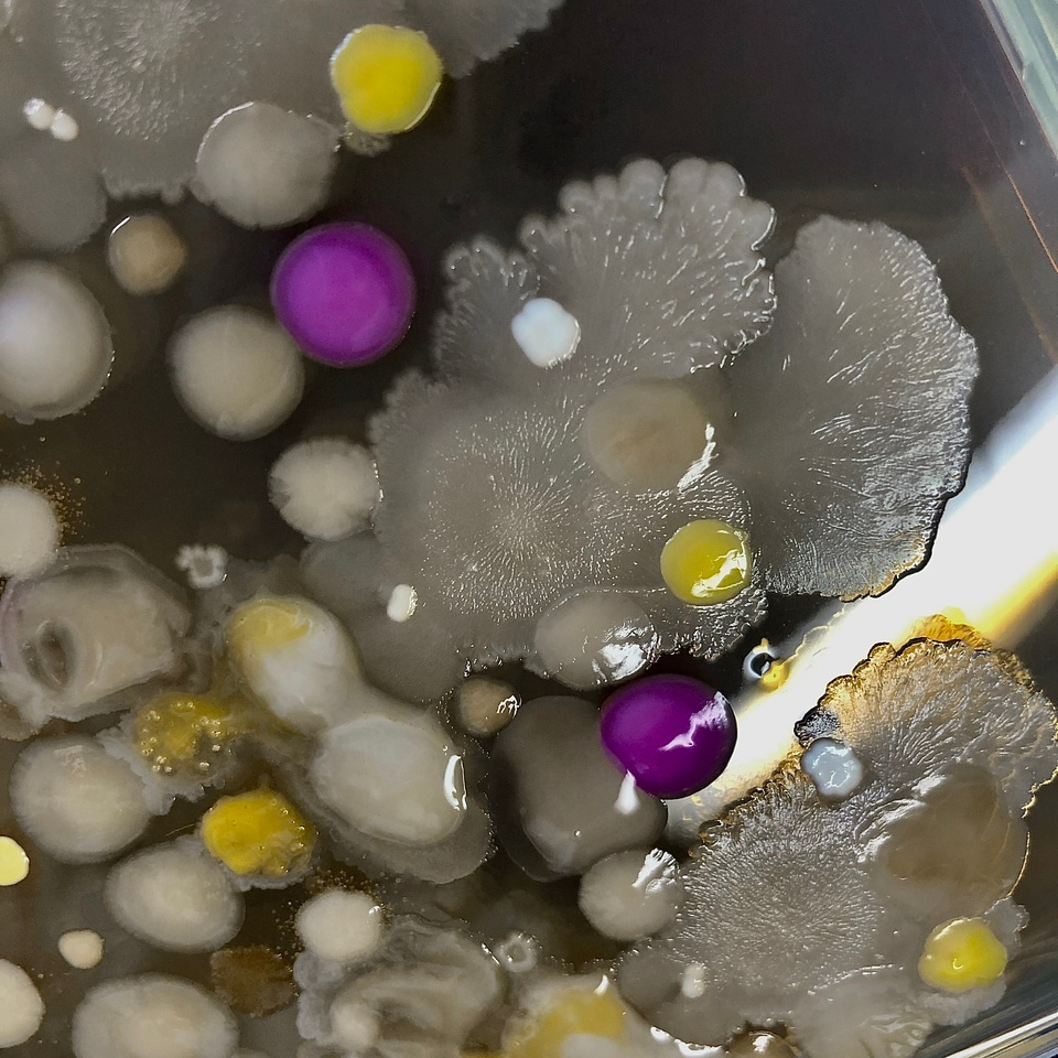 Evolving Solutions:  Breeding Bacterial Communities to Battle Pollution