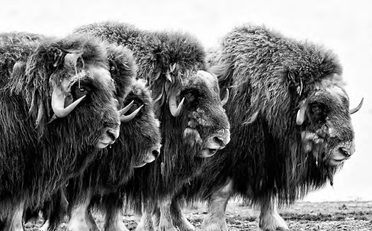 Genome assembly of a Canadian Arctic Island (Banks Island) muskox - encouraging news for conservation