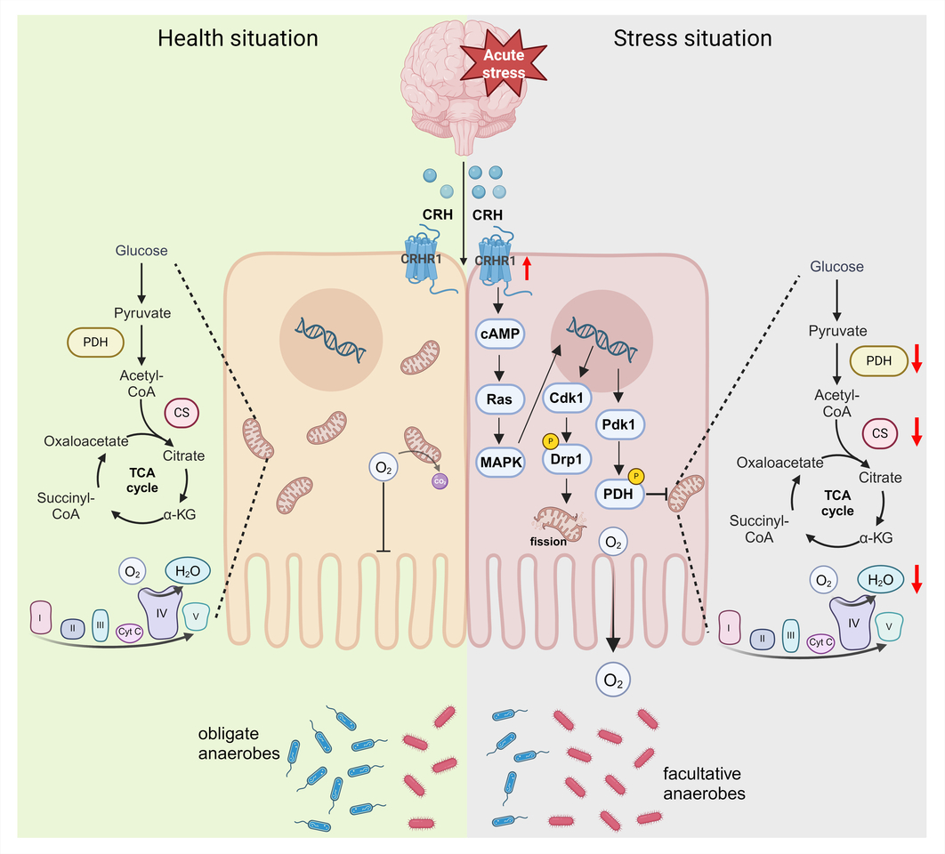 “Thermopylae path” of the Brain-gut-microbiota axis: acute central stress damage the colonocytes’ mitochondria to disrupt the gut microbiota